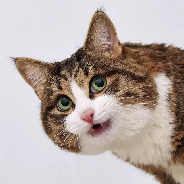 Rexiecat